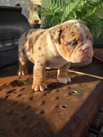 Delta, a male English Bulldog for sale in Redlands, CA – Photo 3 of 10