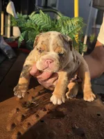 Delta, a male English Bulldog for sale in Redlands, CA – Photo 5 of 10