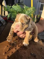 Delta, a male English Bulldog for sale in Redlands, CA – Photo 2 of 10
