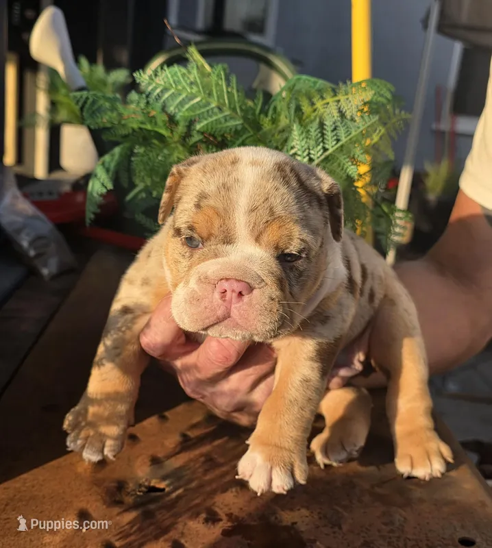 Delta – English Bulldog puppy for sale in Redlands, CA