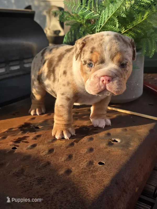 Delta – English Bulldog puppy for sale in Redlands, CA