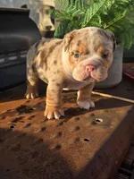 Delta, a male English Bulldog for sale in Redlands, CA – Photo 1 of 10