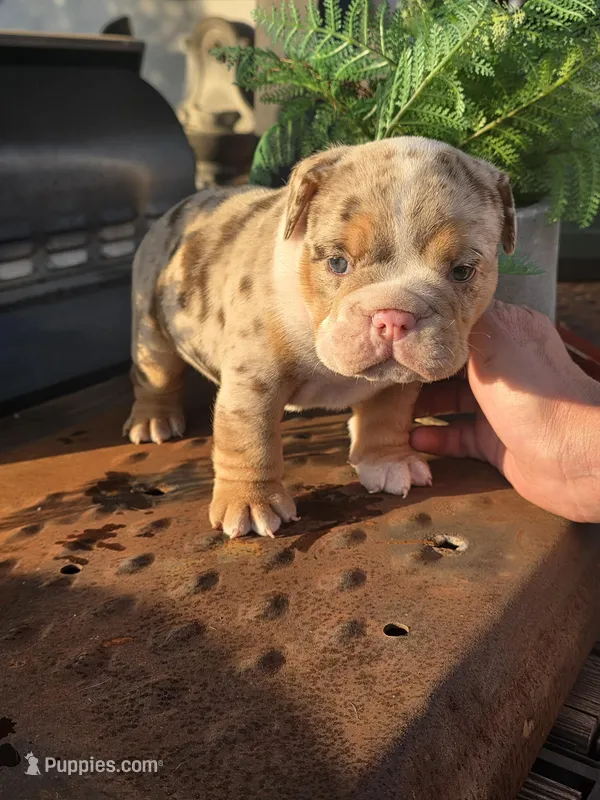 Delta - AKC registered  – English Bulldog puppy for sale in Redlands, CA
