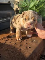 Delta, a male English Bulldog for sale in Redlands, CA – Photo 8 of 10