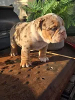 Delta, a male English Bulldog for sale in Redlands, CA – Photo 6 of 10