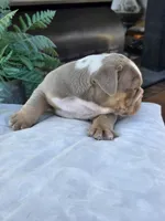 Charlie - AKC registered , a male English Bulldog for sale in Redlands, CA – 8 of 10