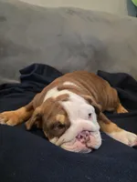 Golf , a female English Bulldog for sale in Redlands, CA – 2 of 10