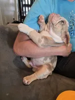 Charlie , a male English Bulldog for sale in Redlands, CA – 10 of 10