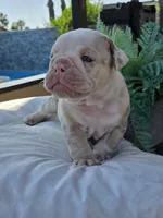 Blue-eyed Alpha , a male English Bulldog for sale in Redlands, CA – 1 of 9