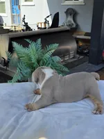 Charlie - AKC registered , a male English Bulldog for sale in Redlands, CA – 7 of 10