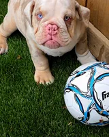 Charlie-Tri merle-blue eyes , a male English Bulldog for sale in Redlands, CA – 2 of 9