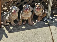 Charlie - AKC registered , a male English Bulldog for sale in Redlands, CA – 5 of 10