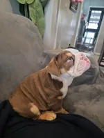 Golf , a female English Bulldog for sale in Redlands, CA – 4 of 10
