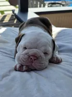 Bravo, a male English Bulldog for sale in Redlands, CA – Photo 3 of 10