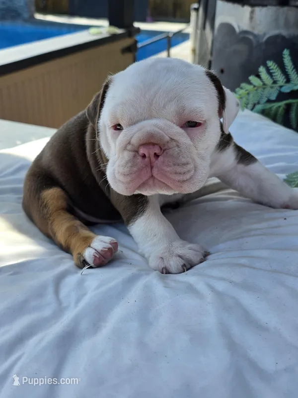 Bravo – English Bulldog puppy for sale in Redlands, CA