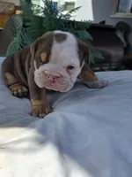 Echo, a female English Bulldog for sale in Redlands, CA – Photo 7 of 10