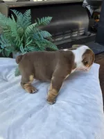 Echo, a female English Bulldog for sale in Redlands, CA – Photo 10 of 10