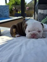 Bravo, a male English Bulldog for sale in Redlands, CA – Photo 6 of 10