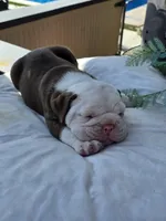 Bravo, a male English Bulldog for sale in Redlands, CA – Photo 2 of 10