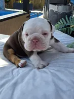 Bravo, a male English Bulldog for sale in Redlands, CA – Photo 4 of 10