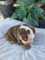 Echo, a female English Bulldog for sale in Redlands, CA – Photo 6 of 10