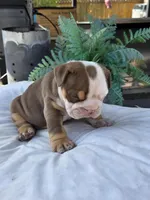 Echo, a female English Bulldog for sale in Redlands, CA – Photo 9 of 10