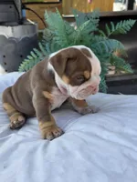 Echo, a female English Bulldog for sale in Redlands, CA – Photo 5 of 10