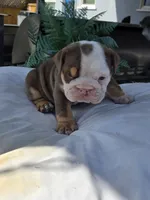 Echo, a female English Bulldog for sale in Redlands, CA – Photo 8 of 10