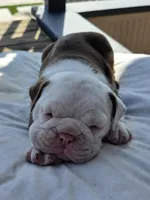 Bravo, a male English Bulldog for sale in Redlands, CA – Photo 5 of 10