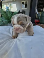 Charlie - AKC registered , a male English Bulldog for sale in Redlands, CA – 10 of 10
