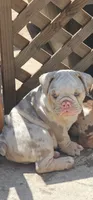 Blue-eyed Alpha , a male English Bulldog for sale in Redlands, CA – 8 of 9