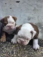 Echo girl , a female English Bulldog for sale in Redlands, CA – 4 of 8