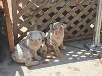 Blue-eyed Alpha , a male English Bulldog for sale in Redlands, CA – 9 of 9