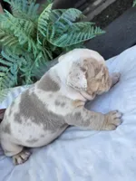 Alpha, a male English Bulldog for sale in Redlands, CA – Photo 8 of 10