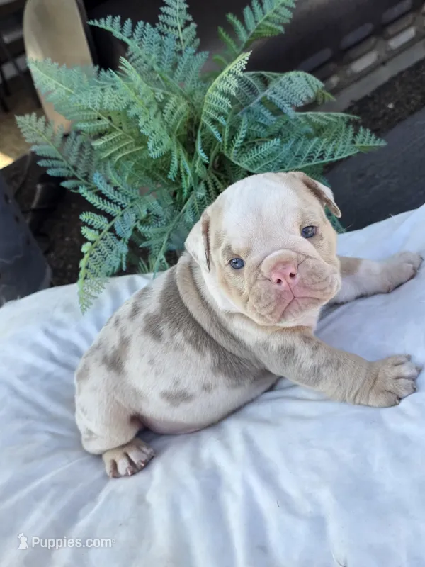 Alpha – English Bulldog puppy for sale in Redlands, CA