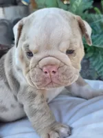 Alpha, a male English Bulldog for sale in Redlands, CA – Photo 3 of 10