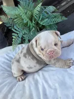 Alpha, a male English Bulldog for sale in Redlands, CA – Photo 7 of 10