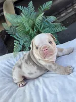 Alpha, a male English Bulldog for sale in Redlands, CA – Photo 4 of 10