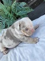 Alpha, a male English Bulldog for sale in Redlands, CA – Photo 5 of 10
