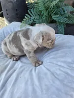 Alpha, a male English Bulldog for sale in Redlands, CA – Photo 6 of 10