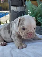 Alpha, a male English Bulldog for sale in Redlands, CA – Photo 2 of 10