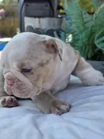 Alpha, a male English Bulldog for sale in Redlands, CA – Photo 9 of 10