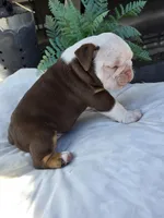 Bravo, a male English Bulldog for sale in Redlands, CA – Photo 10 of 10