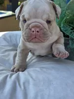 Blue-eyed Alpha , a male English Bulldog for sale in Redlands, CA – 6 of 9