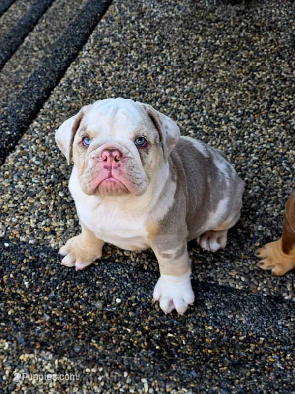 Blue-eyed Alpha  – English Bulldog puppy for sale in Redlands, CA