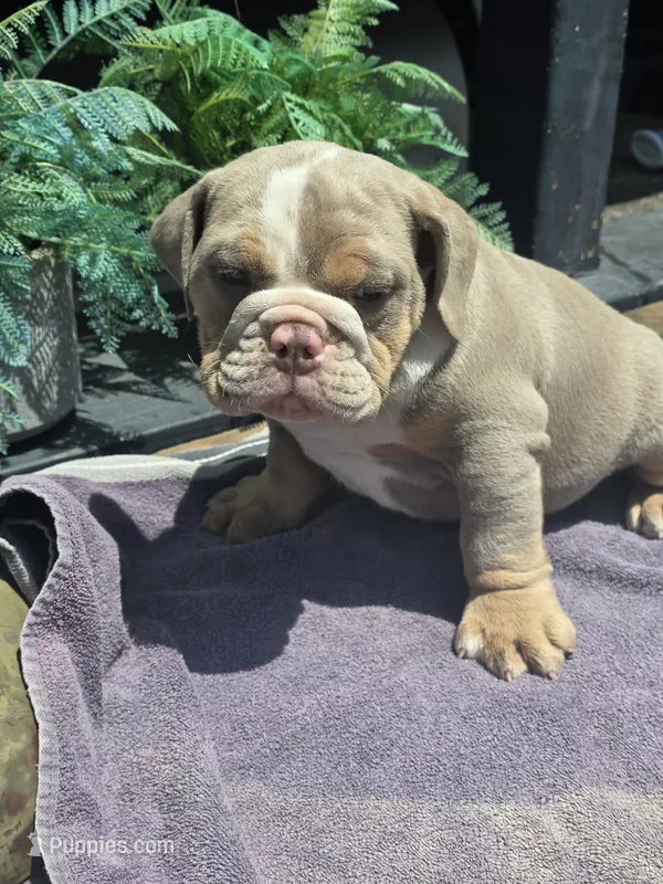 Charlie - AKC pup – English Bulldog puppy for sale in Redlands, CA