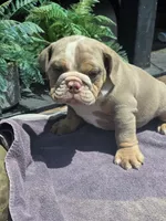 Charlie - AKC registered , a male English Bulldog for sale in Redlands, CA – 3 of 10