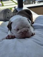 Bravo, a male English Bulldog for sale in Redlands, CA – Photo 9 of 10