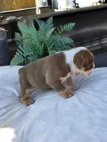 Echo, a female English Bulldog for sale in Redlands, CA – Photo 3 of 10