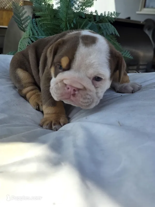 Echo – English Bulldog puppy for sale in Redlands, CA